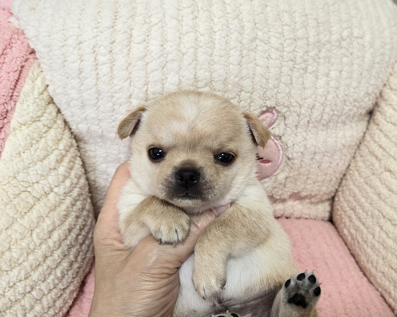 子犬情報