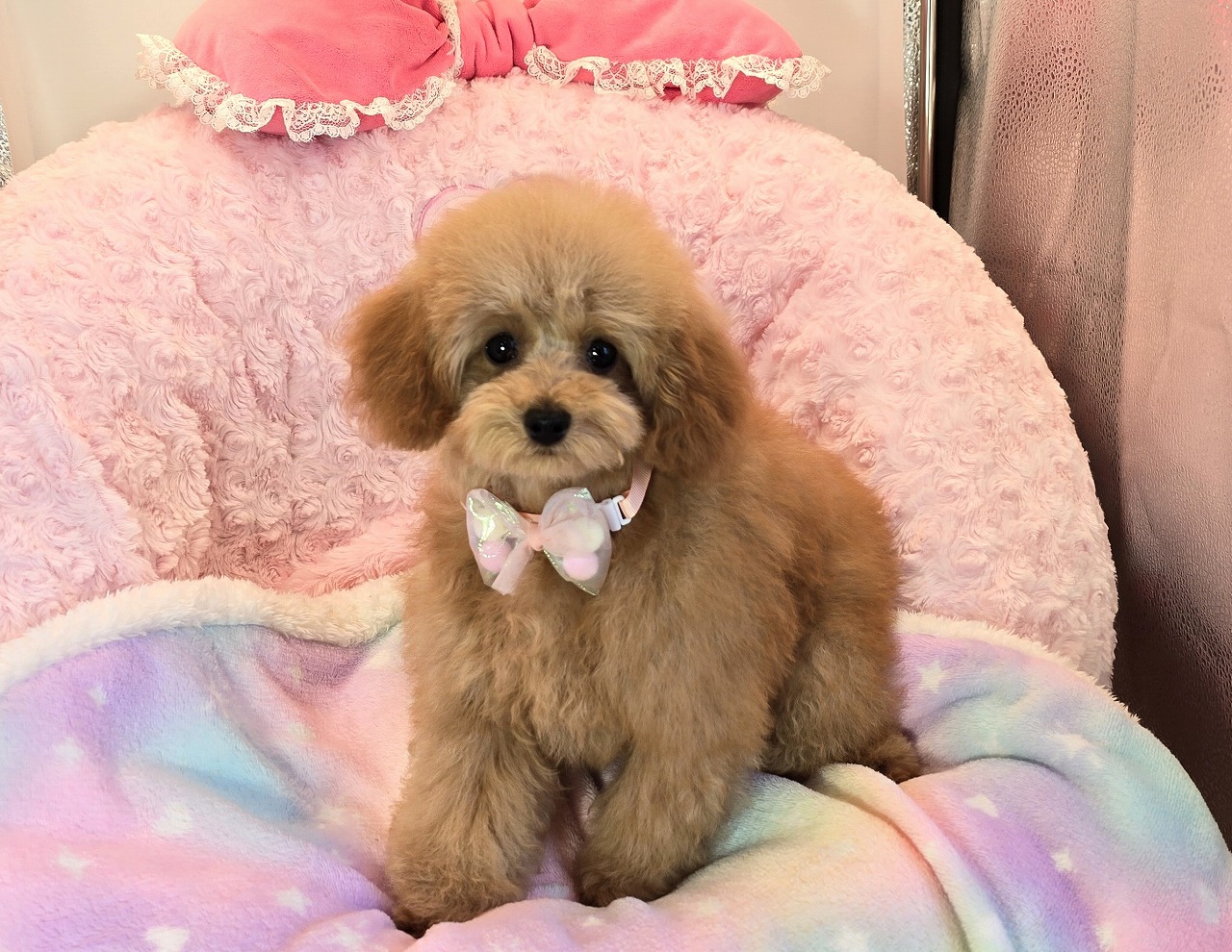 子犬情報
