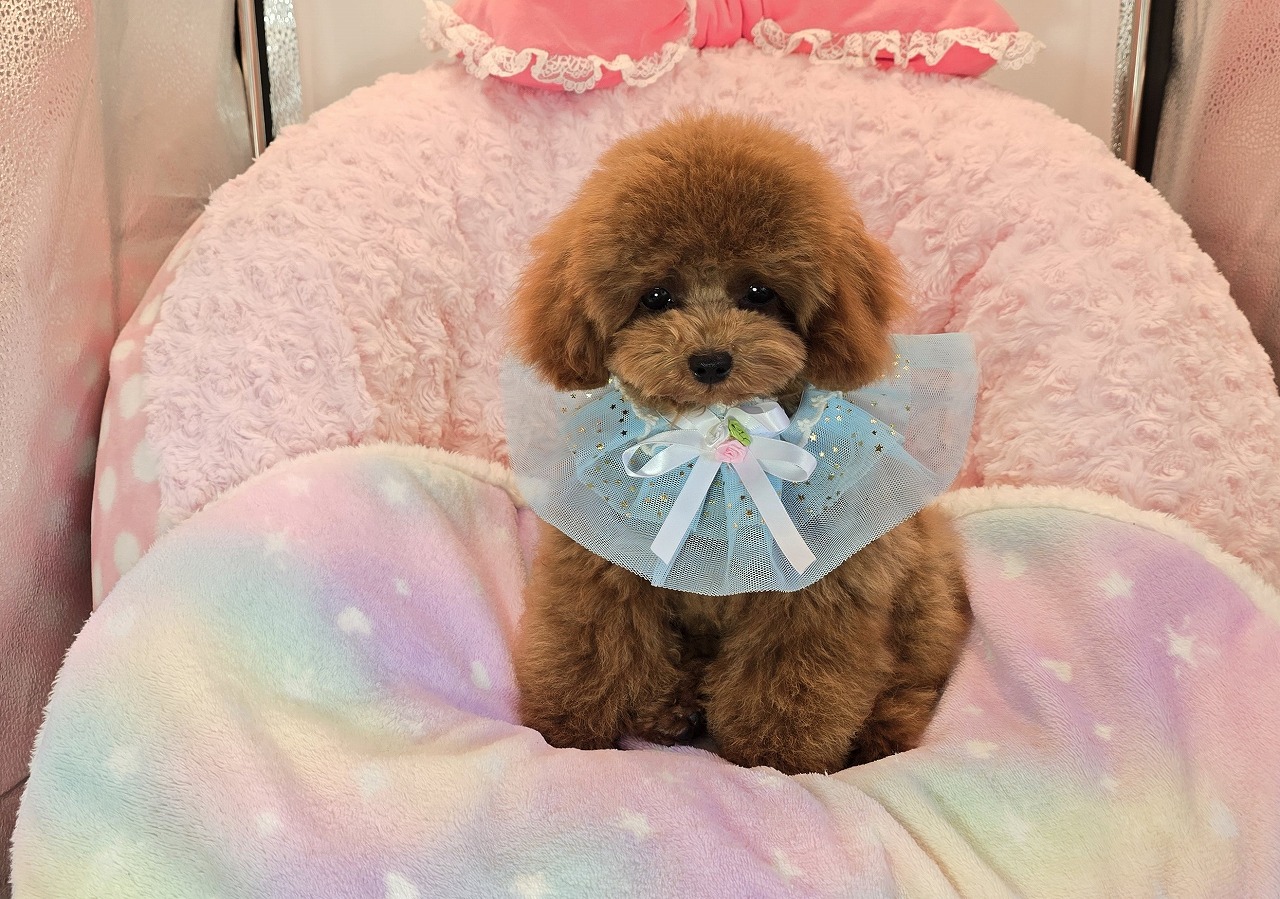 子犬情報