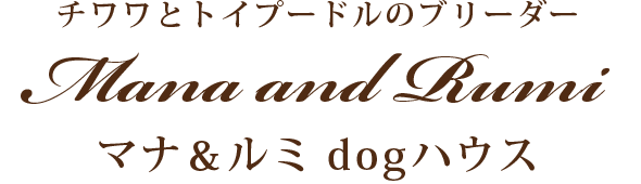 沖縄の子犬ブリーダーショップ、マナ＆ルミ